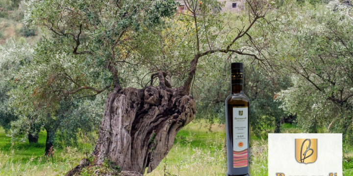 Filiera Corta Olio EVO: Valore Reale e Qualità Garantita