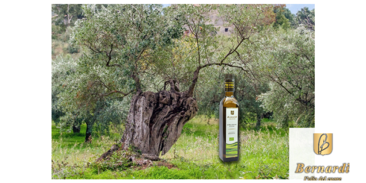 Olio EVO Biologico DOP: Sinergia di Valore e Tracciabilità Inequivocabile